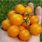 Orange Hat Micro Dwarf 12 Seeds Fresh Garden