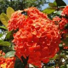 Orange Hydrangeas Flower Plant Garden 25 Seeds Fresh Garden