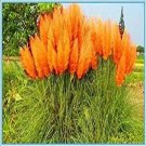 Orange Pampas Grass Seeds Rare Unusual Stunning Flower Huge Blooms 200 Seeds Fresh Garden Orange Pampas Grass Seeds Rare Unusual Stunning Flower Huge Blooms 200 Seeds Fresh Garden