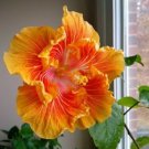 Orange Yellow Hibiscus 25 Seeds Flowers Flower Seed Perennial Fresh Garden Orange Yellow Hibiscus 25 Seeds Flowers Flower Seed Perennial Fresh Garden