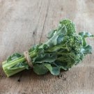 Organic De Cicco Broccoli Seeds Delicious Greens 1 Oz Fresh Garden Organic De Cicco Broccoli Seeds Delicious Greens 1 Oz Fresh Garden