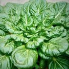 Organic Spinach Bloomsdale Vegetable 100 Seeds Fresh Garden Organic Spinach Bloomsdale Vegetable 100 Seeds Fresh Garden