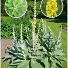 Organic Woolly Mullein Seeds ~Verbascum Thapsus 1000 Seeds Free Ship Fresh Garden Organic Woolly Mullein Seeds ~Verbascum Thapsus 1000 Seeds Free Ship Fresh Garden