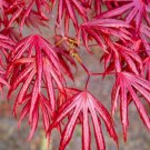 Ornatum Japanese Maple 15 Seeds Acer Palmatum Dissectum Ornatum Fresh Garden Ornatum Japanese Maple 15 Seeds Acer Palmatum Dissectum Ornatum Fresh Garden
