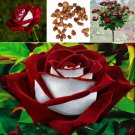 Osiria Ruby Rose Flower Seeds Home Garden Decor Plant Beamy 25 Pcs Red White Fresh Garden Osiria Ruby Rose Flower Seeds Home Garden Decor Plant Beamy 25 Pcs Red White Fresh Garden