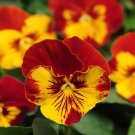 Pansy Red Yellow Color Wavy Viola Flower 50 Authentic Seeds Fresh Garden Pansy Red Yellow Color Wavy Viola Flower 50 Authentic Seeds Fresh Garden