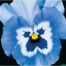 Pansy True Blue Joker Flower 40 Seeds Fresh Garden Pansy True Blue Joker Flower 40 Seeds Fresh Garden
