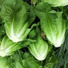 Park Island Romaine Lettuce 1000 Seeds Organic Seeds Fresh Garden Park Island Romaine Lettuce 1000 Seeds Organic Seeds Fresh Garden