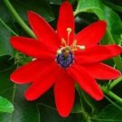 Passiflora Manicata Red Passion Flower 5 Authentic Seeds Fresh Garden Passiflora Manicata Red Passion Flower 5 Authentic Seeds Fresh Garden