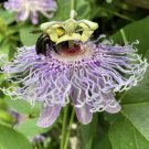 Passionflower Passiflora Incarnata Landrace Wild Cultivar 20 Authentic Seeds Fresh Garden Passionflower Passiflora Incarnata Landrace Wild Cultivar 20 Authentic Seeds Fresh Garden