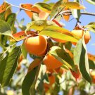 Persimmon Diospyros Virginian Native Edible Fruit Tree Seeds Fresh Garden Persimmon Diospyros Virginian Native Edible Fruit Tree Seeds Fresh Garden