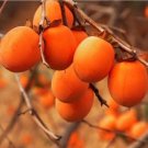 Persimmon Tree 10 Authentic Seeds Diospyros Virginiana Sugar Plum Fruit Fresh Garden Persimmon Tree 10 Authentic Seeds Diospyros Virginiana Sugar Plum Fruit Fresh Garden