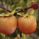 Persimmon Tree Seeds Fruit Seed American Persimmon Diospyros Virginiana Fresh Garden Persimmon Tree Seeds Fruit Seed American Persimmon Diospyros Virginiana Fresh Garden