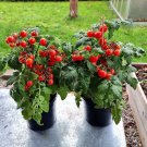 Pigmy Micro Dwarf 12 Seeds Fresh Garden