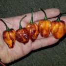 Pimenta Da Dog Pepper 12 Seeds Rare 2021 Fresh Garden Pimenta Da Dog Pepper 12 Seeds Rare 2021 Fresh Garden
