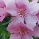 Pink Oleander Nerium Oleander Exotic Plant Tree 20 Seeds Fresh Garden Pink Oleander Nerium Oleander Exotic Plant Tree 20 Seeds Fresh Garden