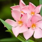 Pink Oleander Seeds Nerium Oleander 30 Seeds Fresh Garden Pink Oleander Seeds Nerium Oleander 30 Seeds Fresh Garden