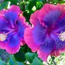 Pink Purple Blue Hibiscus 20 Seeds Flower Flowers Seed Perennial Fresh Garden Pink Purple Blue Hibiscus 20 Seeds Flower Flowers Seed Perennial Fresh Garden