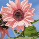Pink Sunflower 25 Seeds Fresh Garden Pink Sunflower 25 Seeds Fresh Garden