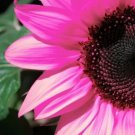 Pink Sunflower Organic Flower Garden 20 Seeds Rare Fresh Garden Pink Sunflower Organic Flower Garden 20 Seeds Rare Fresh Garden