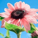 Pink Sunflowers Rare Planting Sunflower Flower Organic 25 Seeds Fresh Garden Pink Sunflowers Rare Planting Sunflower Flower Organic 25 Seeds Fresh Garden