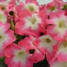 Pink White Petunia Flowers Garden Planting Perennial 200 Seeds Fresh Garden Pink White Petunia Flowers Garden Planting Perennial 200 Seeds Fresh Garden