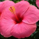 Pink White Red Hibiscus Flower Mixed Seeds Fresh Garden Pink White Red Hibiscus Flower Mixed Seeds Fresh Garden