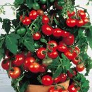 Pinocchio Red Micro Dwarf Sweet Cherry Tomato Vegetable 12 Seeds Fresh Garden Pinocchio Red Micro Dwarf Sweet Cherry Tomato Vegetable 12 Seeds Fresh Garden