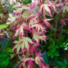 Purple And Green Japanese Maple Tree 15 Seeds Bonsai Plant Fresh Garden Purple And Green Japanese Maple Tree 15 Seeds Bonsai Plant Fresh Garden