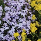 Purple Cree Phlox Flowers Easy Grow Garden Planting 25 Seeds Fresh Garden Purple Cree Phlox Flowers Easy Grow Garden Planting 25 Seeds Fresh Garden