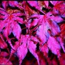 Purple Ghost Japanese Maple 12 Seeds Acer Palmatum Purple Ghost Fresh Garden Purple Ghost Japanese Maple 12 Seeds Acer Palmatum Purple Ghost Fresh Garden