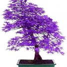 Purple Japanese Maple Tree 10 Seeds Fresh Garden