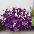 Purple Shamrock Good Luck Plant Flowers 10 Seeds Fresh Garden Purple Shamrock Good Luck Plant Flowers 10 Seeds Fresh Garden
