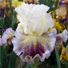 Purple White Iris Seeds Iris 25 Seeds Fresh Garden