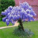 Purple Wisteria Tree Flowers 10 Seeds Fresh Garden