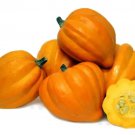 Rare Table Gold Winter Squash 20 Authentic Seeds Fresh Garden Rare Table Gold Winter Squash 20 Authentic Seeds Fresh Garden