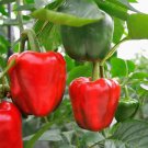 Red Bell Pepper Xl 30 Seeds Premium Strain Inherited Thru 2 Generation Fresh Garden Red Bell Pepper Xl 30 Seeds Premium Strain Inherited Thru 2 Generation Fresh Garden
