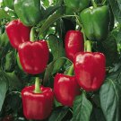 Red Bell Pepper Xl 30 Seeds Premium Strain Inherited Thru 2 Generations Fresh Garden Red Bell Pepper Xl 30 Seeds Premium Strain Inherited Thru 2 Generations Fresh Garden