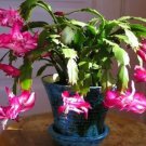 Red Christmas Cactus Flowering Trees Flowers Planting 25 Seeds Fresh Garden Red Christmas Cactus Flowering Trees Flowers Planting 25 Seeds Fresh Garden