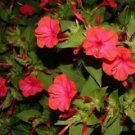 Red Four Oclock Marvel Of Peru Mirabilis Jalapa Flower 50 Authentic Seeds Fresh Garden Red Four Oclock Marvel Of Peru Mirabilis Jalapa Flower 50 Authentic Seeds Fresh Garden