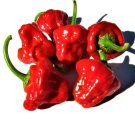 Red Mushroom Pepper Seeds 30 Hot Seeds Fresh Garden Red Mushroom Pepper Seeds 30 Hot Seeds Fresh Garden