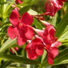 Red Oleander Flower Nerium Tree Bush House Plant 6 Seeds Fresh Garden