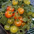 Red Robin Micro Dwarf Sweet Cherry Tomato Vegetable 12 Seeds Fresh Garden Red Robin Micro Dwarf Sweet Cherry Tomato Vegetable 12 Seeds Fresh Garden