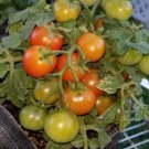 Red Robin Micro Dwarf Tomato 12 Seeds Fresh Garden