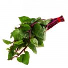 Red Stem Malabar Spinach Seeds Heat Tolerant Non Bolting Fresh Garden Red Stem Malabar Spinach Seeds Heat Tolerant Non Bolting Fresh Garden