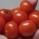Regina Red Micro Dwarf Sweet Cherry Tomato Vegetable 12 Seeds Fresh Garden Regina Red Micro Dwarf Sweet Cherry Tomato Vegetable 12 Seeds Fresh Garden