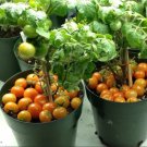 Regina Red Micro Dwarf Tomato 12 Seeds Free Ship Fresh Garden Regina Red Micro Dwarf Tomato 12 Seeds Free Ship Fresh Garden