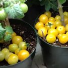 Rejina Yellow Micro Dwarf Sweet Cherry Tomato Vegetable 12 Seeds Fresh Garden Rejina Yellow Micro Dwarf Sweet Cherry Tomato Vegetable 12 Seeds Fresh Garden