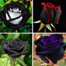 Rose Dark Red Black Flower 20 Seeds Fresh Garden Rose Dark Red Black Flower 20 Seeds Fresh Garden