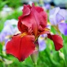 Ruby Red Iris Flowers Garden Plants 25 Seeds Fresh Garden Ruby Red Iris Flowers Garden Plants 25 Seeds Fresh Garden